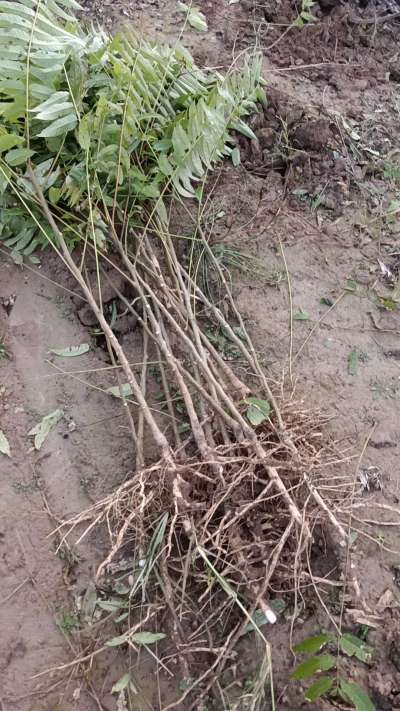 出售臭椿苗，巨峰葡萄苗。药用连翘苗，科研五号优质种苗，2/5年苗，药用连翘树，挂果树，全国包邮到家！财富密码18534302961