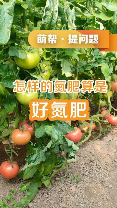 怎样的氮肥算是好氮肥