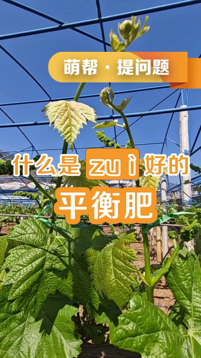 什么是最好的平衡肥