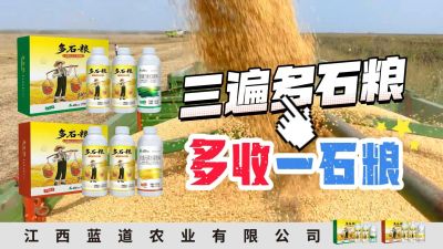 冬季种植，油菜，小麦，草莓等作物的，出现了除草剂药害，黄叶，僵苗，苗不长等问题，马上用多石粮，确保5天见到效果。