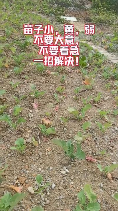 油菜苗子弱苗子小，就用多石粮，5天见效果。