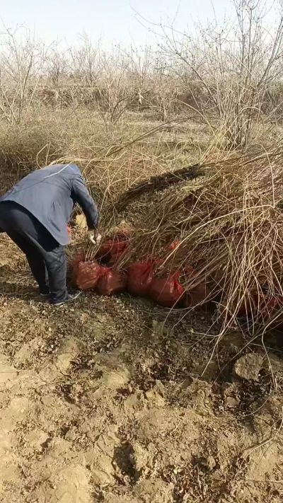 出售药用连翘苗，科研五号优质种苗，2/5年苗，药用连翘树，挂果树，全国包邮到家！财富密码18534302961出售药用连翘苗，科研五号优质种苗，2/5年苗，药用连翘树，挂果树，全国包邮到家！财富密码1