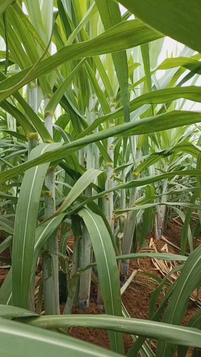广西黑皮果蔗，从苗期到生长期全过程，高度，叶子长式