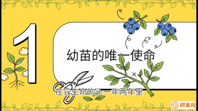 第6节：修剪决定产量（上）&mdash;&mdash;幼苗期与生长期修剪， 课程：《蓝莓&ldquo;高产&rdquo;实战课：从选苗到丰收的10个关键点》