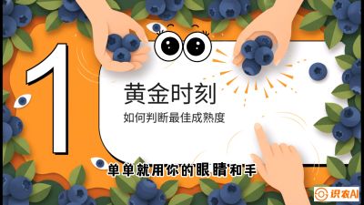 第10节：完美的&ldquo;果粉&rdquo;&mdash;&mdash;采摘时机与保鲜， 课程：《蓝莓&ldquo;高产&rdquo;实战课：从选苗到丰收的10个关键点》