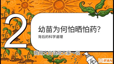 第02节：幼树管理&mdash;&mdash;&ldquo;防晒又防草，树势起得早&rdquo;，课程：《槟榔种植：从不懂到精通的10堂必修课》