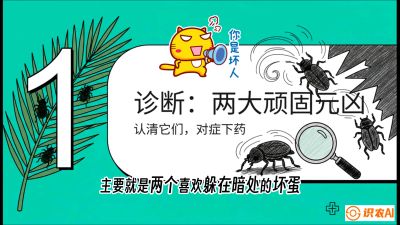 第06节：顽固虫害防治&mdash;&mdash;&ldquo;钻心虫与红蜘蛛，打准时间才服输&rdquo;《槟榔种植：从不懂到精通的10堂必修课》