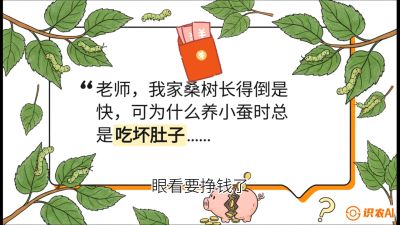 第01节：不仅仅是树&mdash;&mdash;顶级品种选配策略，课程：《桑海淘金：桑树高产与蚕桑安全进阶实战课》