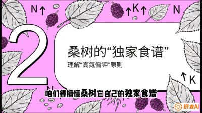 第04节：地下核动力&mdash;&mdash;桑树专用水肥一体化配方，课程：《桑海淘金：桑树高产与蚕桑安全进阶实战课》