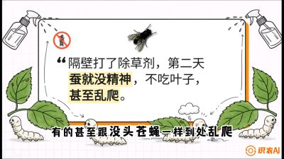 第05节：养蚕人的&ldquo;排雷战&rdquo;&mdash;&mdash;除草剂的生死禁忌，课程：《桑海淘金：桑树高产与蚕桑安全进阶实战课》