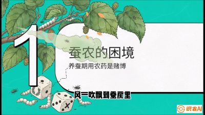 第06节：虫口夺叶（上）&mdash;&mdash;物理与生物防控绝技，课程《桑海淘金：桑树高产与蚕桑安全进阶实战课》