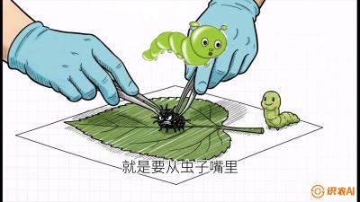 第07节：虫口夺叶（下）&mdash;&mdash;不得不打药时的&ldquo;解毒术&rdquo;，课程：《桑海淘金：桑树高产与蚕桑安全进阶实战课》