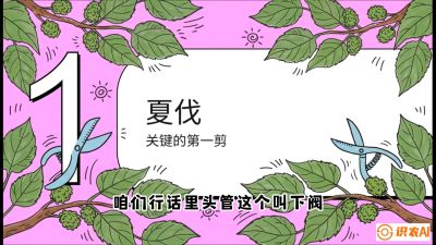 第11节：叶果双收&mdash;&mdash;特殊的夏伐与冬伐，课程：《桑海淘金：桑树高产与蚕桑安全进阶实战课》