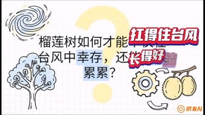 第四节：中国榴莲突围战：为生存重塑权型，抗台风矮化栽培与力学牵引，课程：《国产榴莲突围战：从泰国经验到中国实操的8堂必修课（高阶实战版）》
