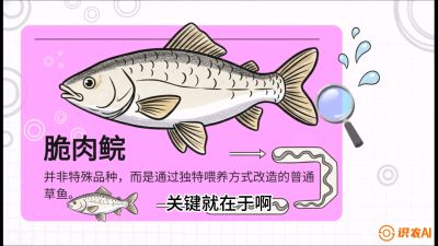 第六节：【老品升级&middot;脆肉鲩】如何让草鱼身价翻倍？，课程：《黄金鳞甲：2025中国淡水鱼高效养殖实战营》