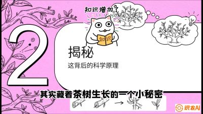 第04节（修剪篇）：树势复活术：从&ldquo;越剪越弱&rdquo;到&ldquo;枝繁叶茂&rdquo;的能量管理与夏秋茶逆袭，课程：《茶金时代：从&ldquo;看天吃饭&rdquo;到&ldquo;精准控局&rdquo;的茶叶高产提质实战课》