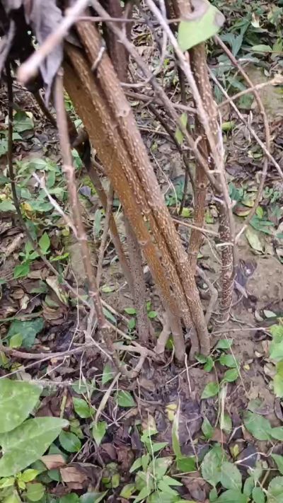 出售药用连翘苗，科研五号优质种苗，2/5年苗，药用连翘树，挂果树，全国包邮到家！财富密码18534302961出售药用连翘苗，科研五号优质种苗，2/5年苗，药用连翘树，挂果树，全国包邮到家！财富密码1