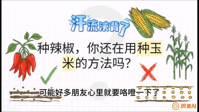 第1节：【品种定江山】工业辣椒vs小米辣：底肥公式与密度陷阱的&ldquo;百万生意经&rdquo;，课程：《辣椒种植实战特训营，从工业辣椒到精品小米辣，教你如何把&ldquo;草&rdquo;种成&ldquo;金&rdquo;》