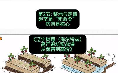 第二节： 整地与定植&mdash;&mdash;起垄是&ldquo;死命令&rdquo;，防涝是核心，课程：《辽宁树莓（海尔特兹）高产避坑实战课：从保苗到高价》