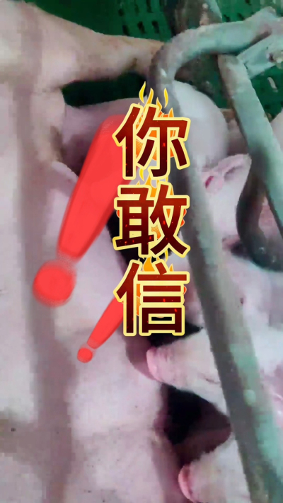 小猪抢不到奶，干瘦不长肉？成活率总上不去？😭
自从用上南商农科这款仔猪补奶机，再也没这烦恼！
✅ 一键设置下料参数，新手也能上手
✅ 恒温补奶，小猪抢着喝，长势超均匀
从车间精工组装到猪场落地使用，每