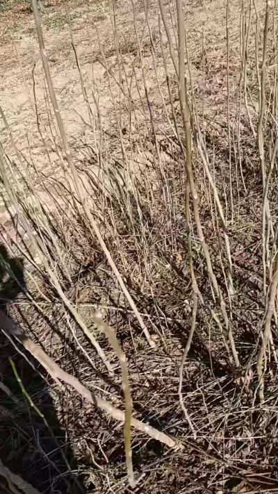 出售臭椿苗，巨峰葡萄苗。药用连翘苗，科研五号优质种苗，2/5年苗，药用连翘树，挂果树，全国包邮到家！财富密码18534302961