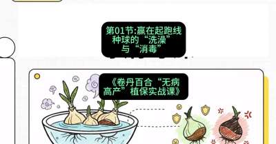 第01节：赢在起跑线&mdash;&mdash;种球的&ldquo;洗澡&rdquo;与&ldquo;消毒&rdquo;，课程：《卷丹百合&ldquo;无病高产&rdquo;植保实战课》#识农AI