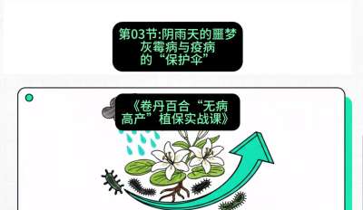 第03节：阴雨天的噩梦&mdash;&mdash;灰霉病与疫病的&ldquo;保护伞&rdquo;，课程：《卷丹百合&ldquo;无病高产&rdquo;植保实战课》#识农AI
