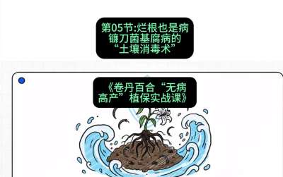 第05节：烂根也是病&mdash;&mdash;镰刀菌基腐病的&ldquo;土壤消毒术&rdquo; ，课程：《卷丹百合&ldquo;无病高产&rdquo;植保实战课》#识农AI