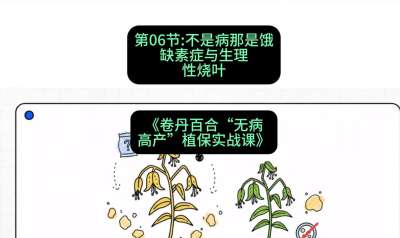 第06节：不是病那是饿&mdash;&mdash;缺素症与生理性烧叶 ，课程：《卷丹百合&ldquo;无病高产&rdquo;植保实战课》#识农AI