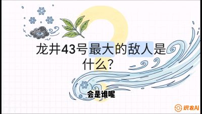 第04节：龙井双璧&mdash;&mdash;龙井43与群体种的差异化护养（重点），课程：《茗茶卫士&mdash;&mdash;茶叶病虫害绿色防控实战课》#识农AI