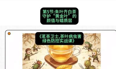 第05节：朱叶齐白茶&mdash;&mdash;守护&ldquo;黄金叶&rdquo;的颜值与蜡质层（重点），课程：《茗茶卫士&mdash;&mdash;茶叶病虫害绿色防控实战课》#识农AI