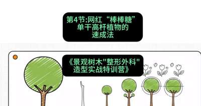 第04节：网红&ldquo;棒棒糖&rdquo;&mdash;&mdash;单干高杆植物的速成法，课程：《景观树木&ldquo;整形外科&rdquo;造型实战特训营》#识农AI