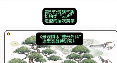 第05节：贵族气质&mdash;&mdash;松柏类&ldquo;云片&rdquo;造型的层次美学，课程：《景观树木&ldquo;整形外科&rdquo;造型实战特训营》#识农AI